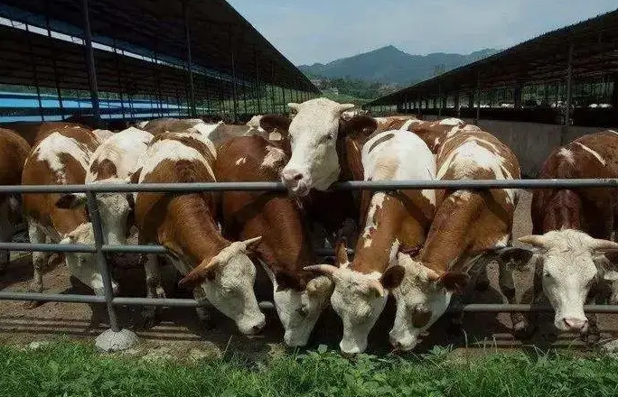養(yǎng)殖污水處理設備是如何處理污水并實現(xiàn)排放達標的？