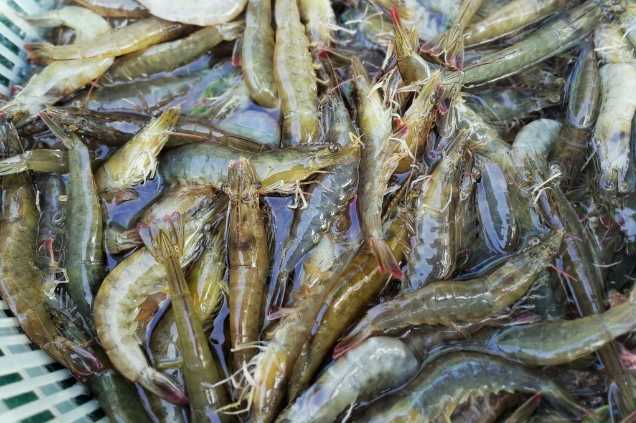 養(yǎng)蝦廢水怎么處理效果好？解決方案！-1