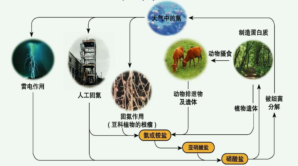 有機氮怎么轉(zhuǎn)化為氨氮方法(氨氮是有機氮還是無機氮) 有機氮怎么轉(zhuǎn)化為氨氮方法(氨氮是有機氮還是無機氮)
